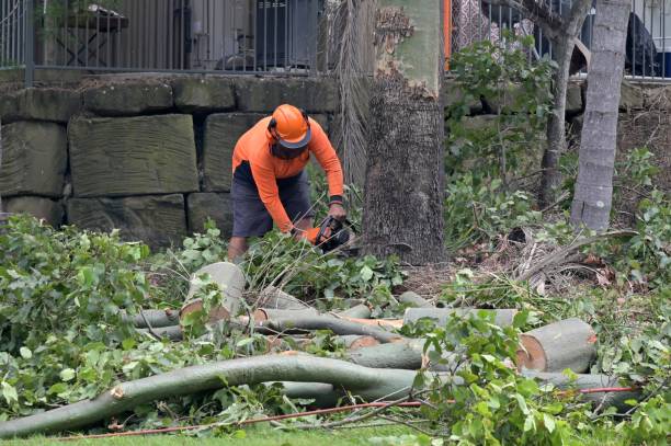 Residential Tree Removal in Orion, IL